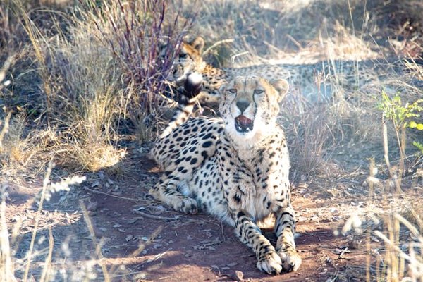 Quels sont les meilleurs endroits pour observer les léopards au Sri Lanka?